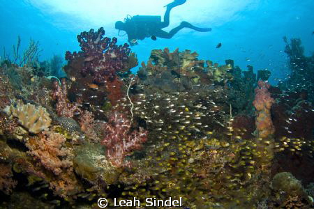 Injo, the spectacula Raja Ampat dive guide by Leah Sindel 