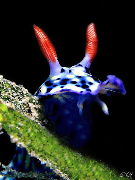 Nudi.. by Veronika Matějková 