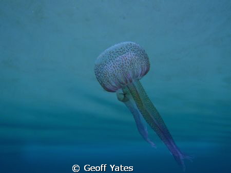 Mauve stinger by Geoff Yates 