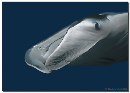 Manta Ray (Manta birostris) by Reinhard Arndt 