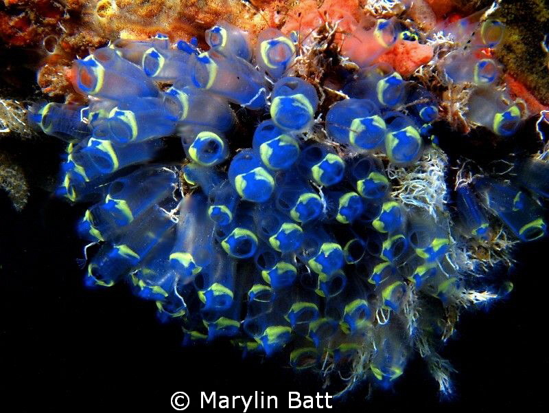 Lovely bunch of blue tunacates by Marylin Batt 