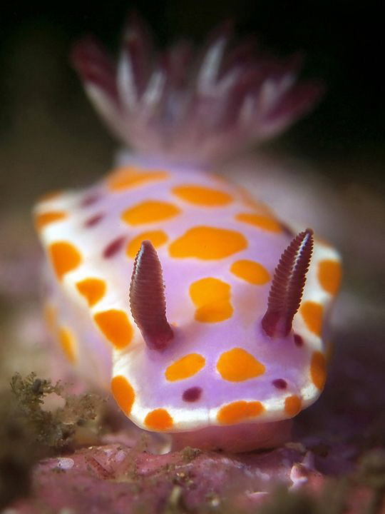 Ceratosoma amoenum, Bare Island by Doug Anderson 