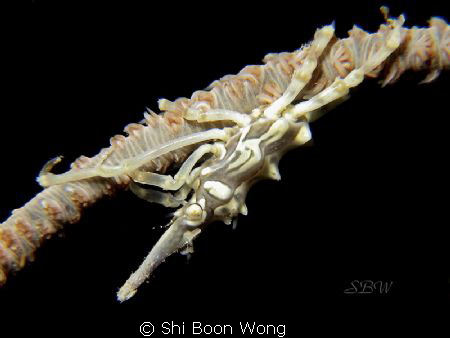 Xeno crab. Spotted it during a wreck dive in Palau. 
1/1... by Shi Boon Wong 