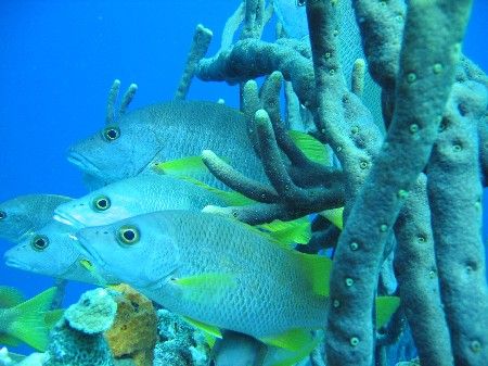 Taken in 25 feet of water in Bonaire. by Eric Beckley 