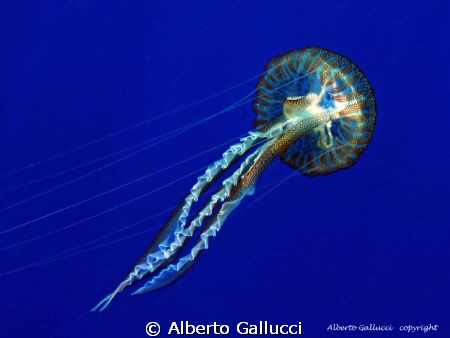 Pelagia noctiluca by Alberto Gallucci 