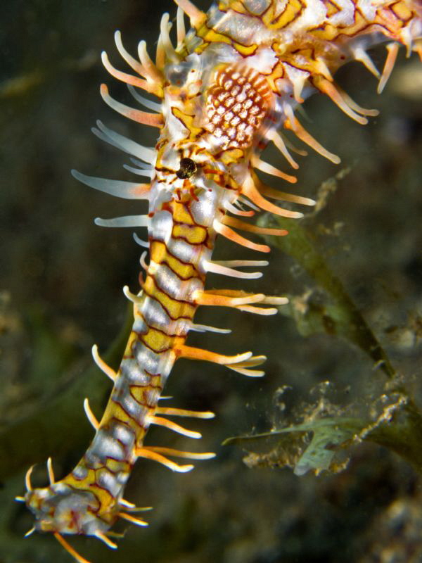 Solenostomus paradoxus - portrait - (no cropping) by Alex Varani 