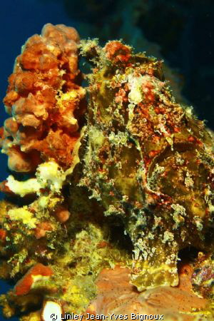 Frog fish on a wreck site at 28 m,Canon 7d Ikelite Stobes by Linley Jean-Yves Bignoux 