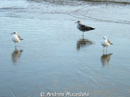 dawning on the beach by Andrea Mucedola 