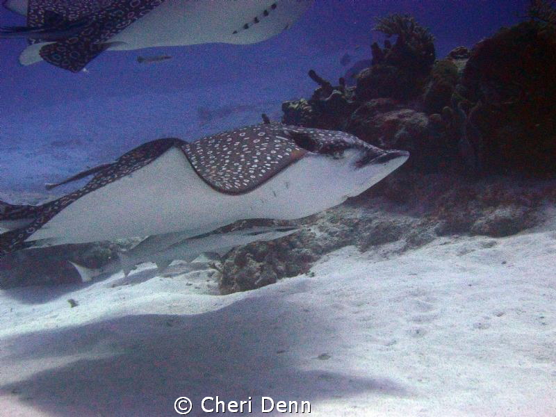 These creatures of the sea are my favorite.  In 20+ years... by Cheri Denn 