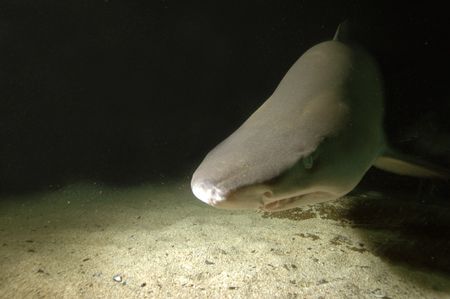 Sand Tiger Shark. Nikon D70 14mm lens by Grant Kennedy 