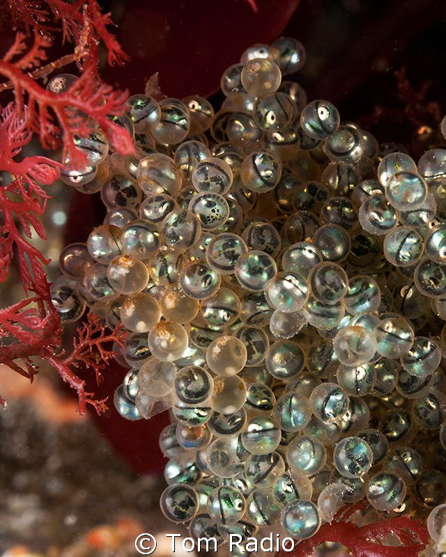 Greenling Eggs
Seattle, WA, U.S.A. by Tom Radio 