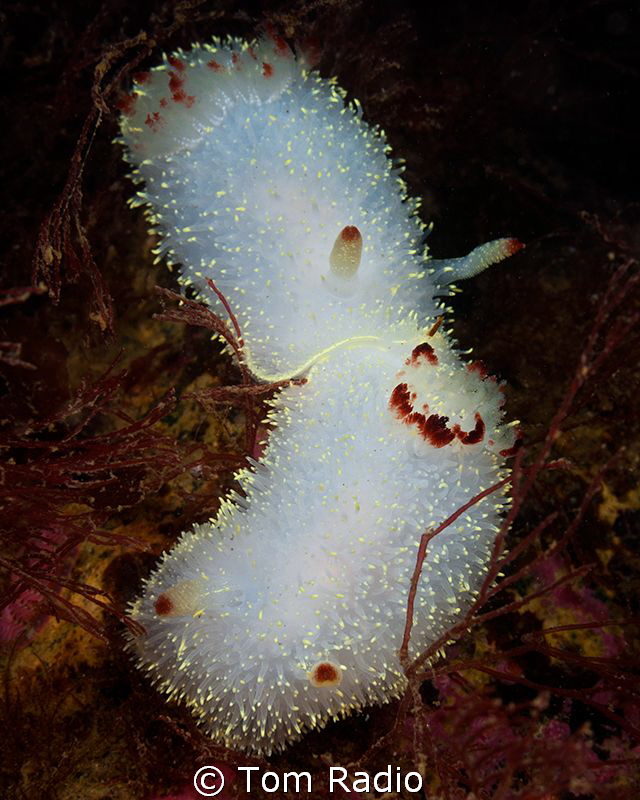Pair of Acanthodoris nanaimoensis
Seattle, WA, U.S.A. by Tom Radio 