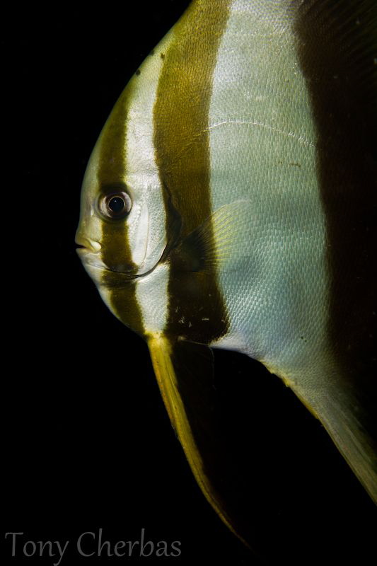 Side Profile of a Juvenile Bat: No Crop by Tony Cherbas 