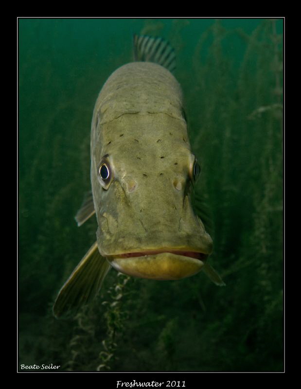 Friendly pike by Beate Seiler 