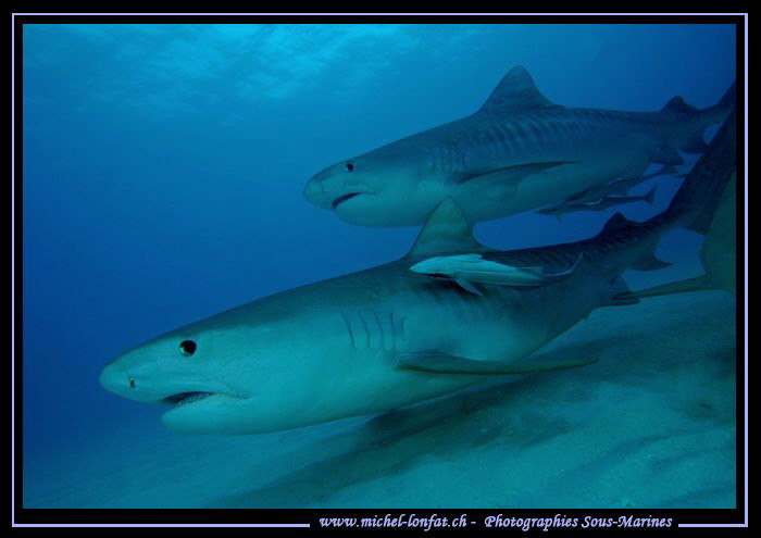 Tiger Sharks at Tiger Beach.... :O)... by Michel Lonfat 