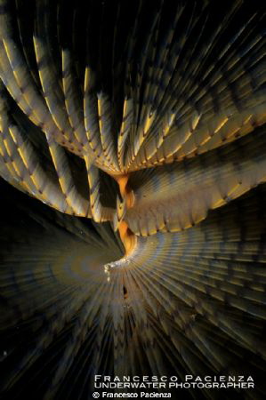 Tubeworm by Francesco Pacienza 