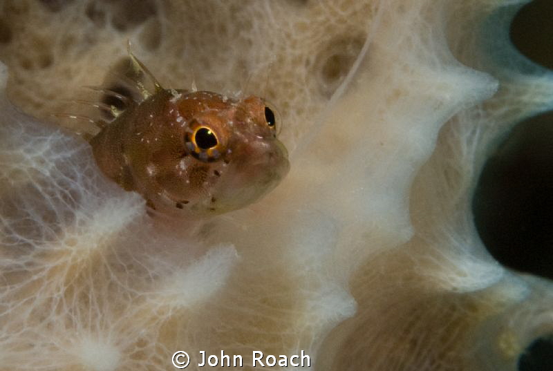 Ringed Blenny    "Starksia hassi" by John Roach 