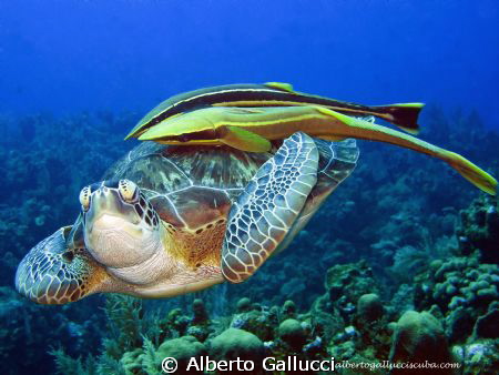 TURTLE WITH REMORAS by Alberto Gallucci 