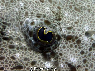 Flathead Closeup. by Peter Davey 