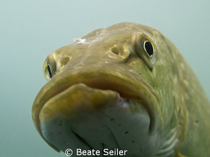 Pike on sunny day by Beate Seiler 