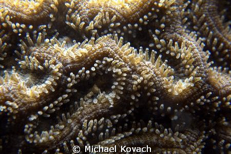 Symmetrical Brain Coral with extended polyps on the Big C... by Michael Kovach 