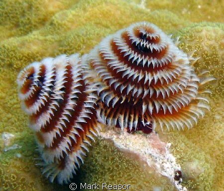 Christmas tree worms on coral by Mark Reasor 