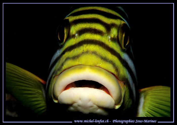 Hum.... ? Face to face... ;O)... by Michel Lonfat 