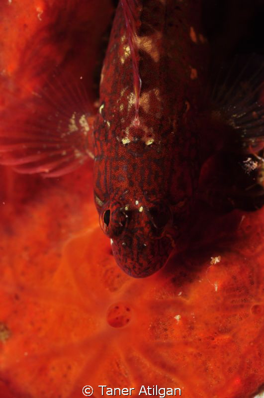 red by Taner Atilgan 