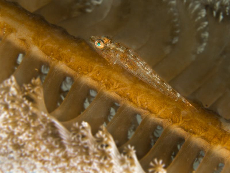 Bryaninops cf. amplus (large whip goby) by Alex Varani 
