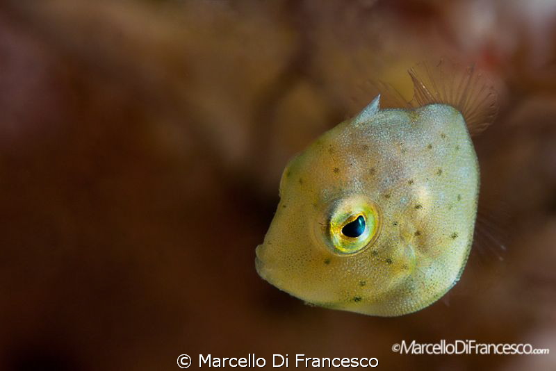 juvenile ... by Marcello Di Francesco 