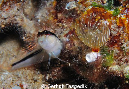 confused by Serhat Tasgedik 