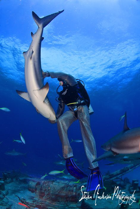 A case of tonic immobility! My buddy puts this Reef Shark... by Steven Anderson 