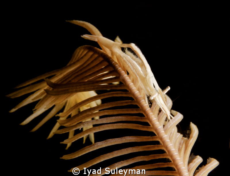Crinoid shrimp by Iyad Suleyman 