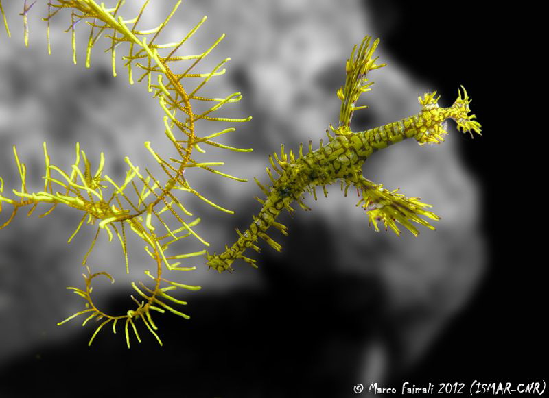 Yellow submarine......

(Ornate ghostpipefish - Solenos... by Marco Faimali (ismar-Cnr) 