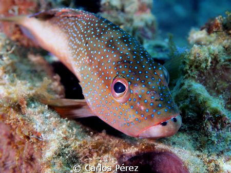 Those Big eyes... by Carlos Pérez 