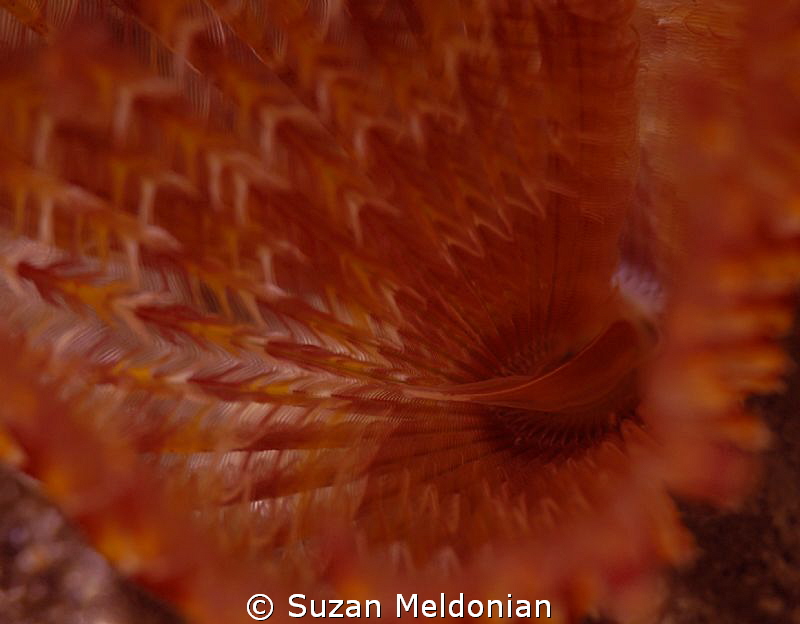 A burst of color - a feather duster buds right into the lens by Suzan Meldonian 