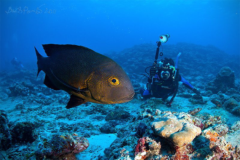 midnight snapper
/ Macolor macularis by Boris Pamikov 