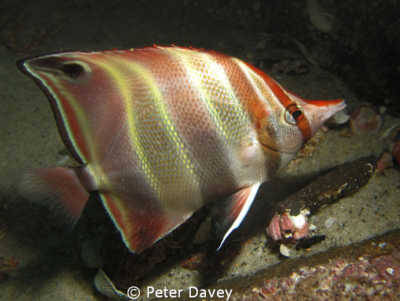 Truncate Coralfish. G10. Canon Housing. YS-01 Flash. by Peter Davey 