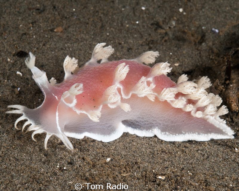 Tritonia diomedea
Seattle, WA, U.S.A. by Tom Radio 