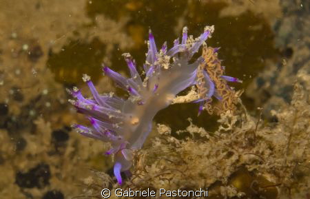 Flabellina Rubrolineata laying eggs by Gabriele Pastonchi 