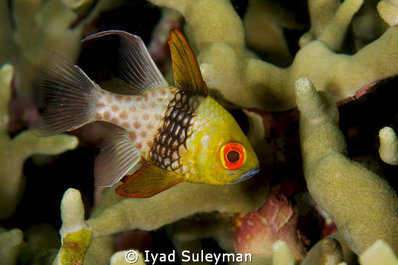 Pajama Cardinalfish by Iyad Suleyman 