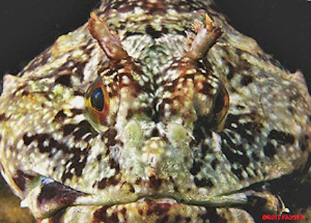 Face-to-face with a Cabezon at the Channel Islands Nation... by Ross Payson 