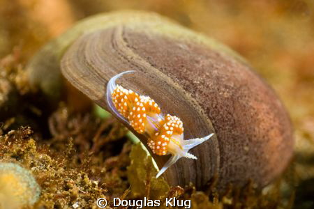 The Long and Winding Road. A hermissinda nudibranch explo... by Douglas Klug 
