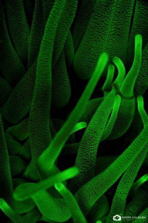 Glowing in the dark by Nadya Kulagina 