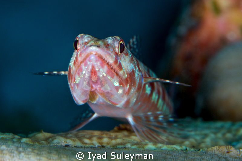 Airplane :-)
(Lizardfish) by Iyad Suleyman 