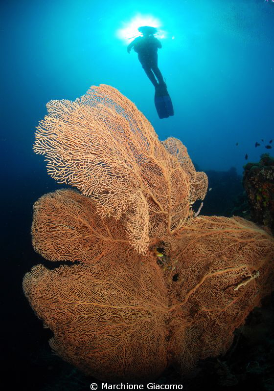 Angel
Nikon D200, 10,5mm, twin strobo sea and sea
Bohol... by Marchione Giacomo 