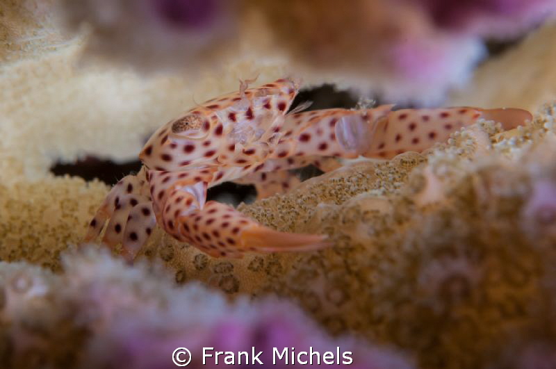 Raspberry Crab

Little Crab inside a Raspberry Coral.
... by Frank Michels 