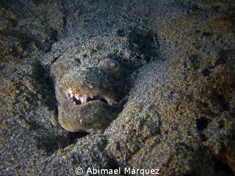 Snake Eel by Abimael Márquez 