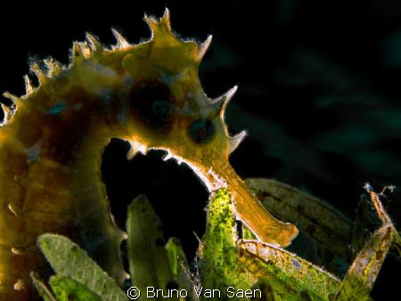 Seahorse backligted by Bruno Van Saen 