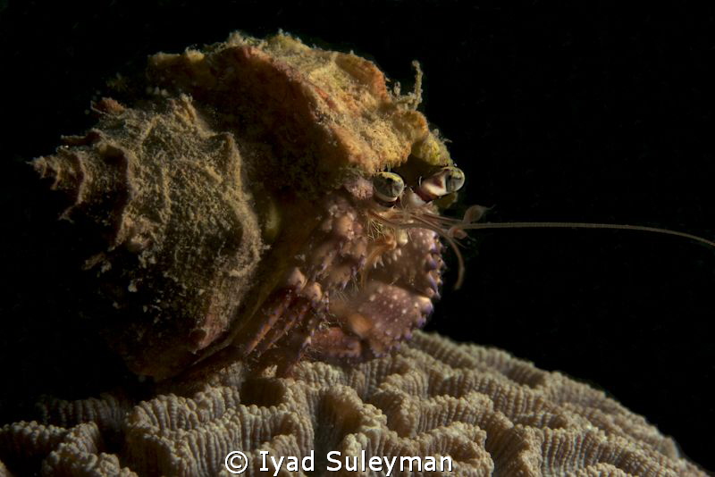 Hermit crab by Iyad Suleyman 